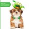 Green Top Hat Headband - St Patricks Day Irish Green Mini Hat Dress Up Hair Costume Accessories Head Band for Women and Children